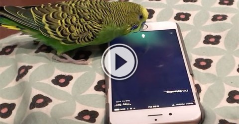 A parrot using an iPhone 6. (VIDEO)