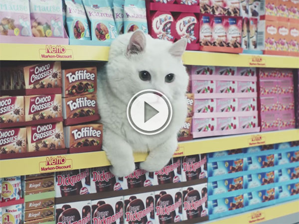 German commercial for a supermarket with every Internet cat (Video)