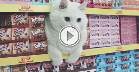 German commercial for a supermarket with every Internet cat (Video)
