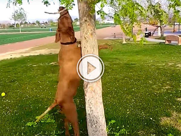 A compilation of dogs trying to get sticks off trees (Video)