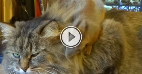 Cat unamused by playing Squirrel (Video)