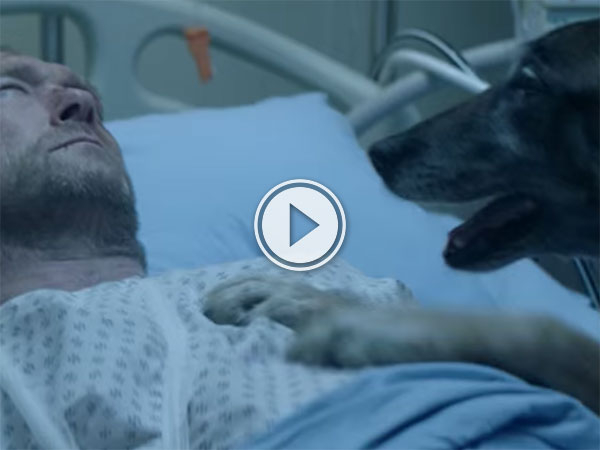 French animal abandonment advert will make you cry (Video)