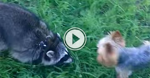 Yorkshire Terrier and Racoon play together (Video)