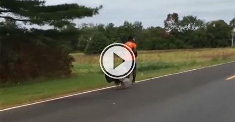 Turkey chases jogger down the road (Video)