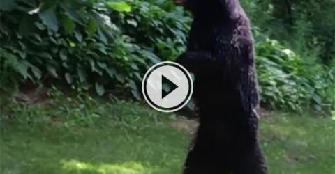 A bear walking on its hind legs (Video)