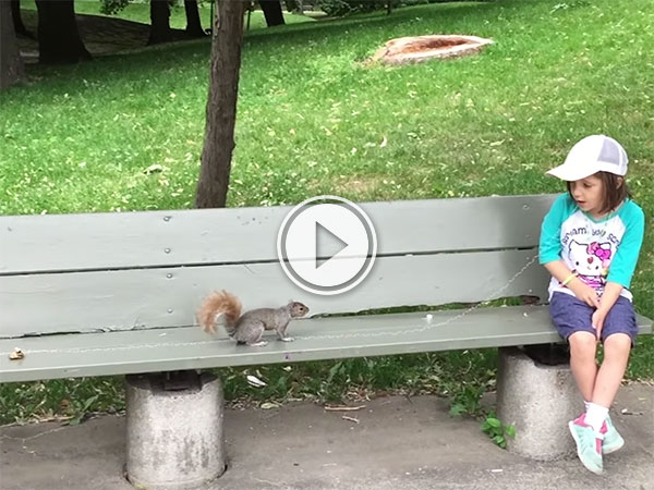 Squirrel pulls tooth in world first (Video)