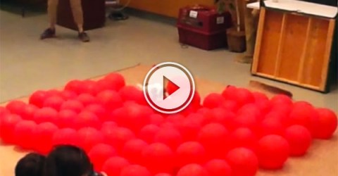 Jack Russell sets world record for balloon popping (Video)