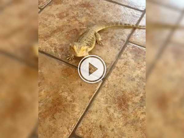 Tile floor can be a struggle for this bearded dragon