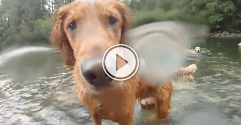 This must be what heaven looks like; dogs swimming (Video)