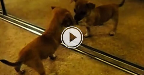 Puppies seeing themselves in the mirror compilation (Video)