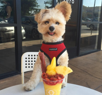 Popeye the Foodie Dog (@popeyethefoodie) • Instagram photos and videos