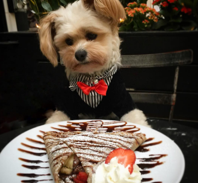 Popeye the Foodie Dog (@popeyethefoodie) • Instagram photos and videos