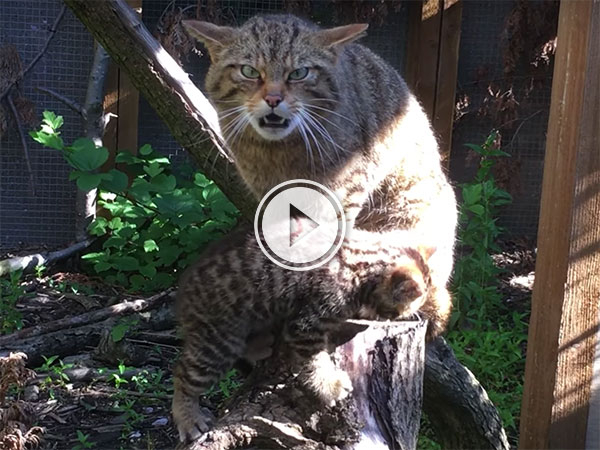 Rare Scottish Wildcat Kitten at Chester Zoo (Video)