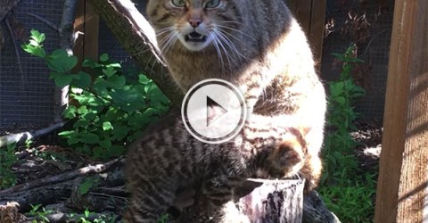 Rare Scottish Wildcat Kitten at Chester Zoo (Video)