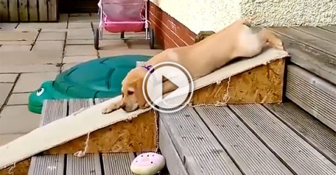 A Dogs on Slides compilation (Video)