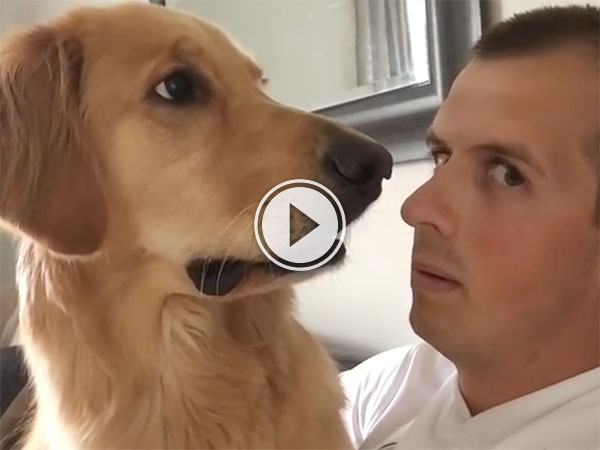 Golden Retriever not pleased with potential new arrival (Video)