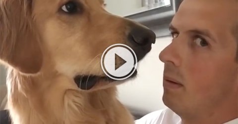Golden Retriever not pleased with potential new arrival (Video)