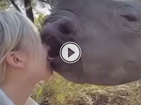 Orphan rhino gives out adorable kisses to human girl (Video)