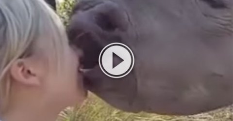 Orphan rhino gives out adorable kisses to human girl (Video)