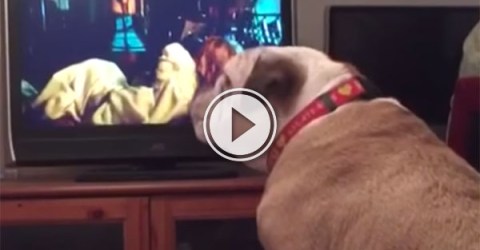 English Bulldog warns girl on TV during horror movie (Video)