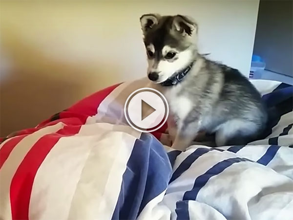Clumsy Puppy compilation (Video)