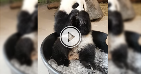 Toronto's baby panda plays with ice, and we've got goosebumps! (Video)