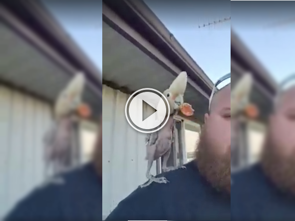 This rescued cockatoo is now dancing for joy (Video)