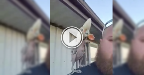 This rescued cockatoo is now dancing for joy (Video)