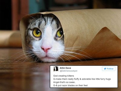 Tweets that perfectly explain how God created specific animals