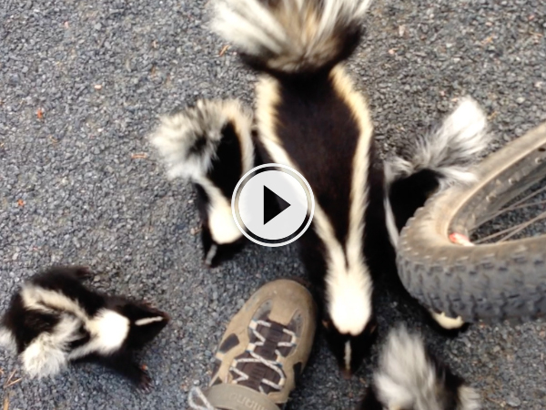 Cyclist Comes Across Adorable Family Of Skunks (Video)