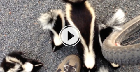 Cyclist comes across adorable family of skunks