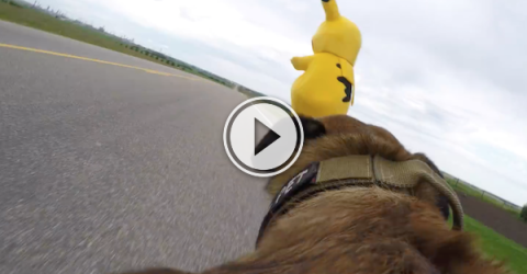 Sometimes a Poke Ball won't be enough; use a dog instead! (Video)