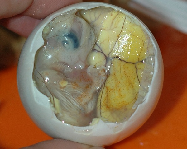 Delicacies in other countries that look absolutely horrid (13 Photos)