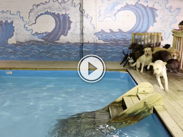 Dogs get pool time, and I get the smiles all over (Video)