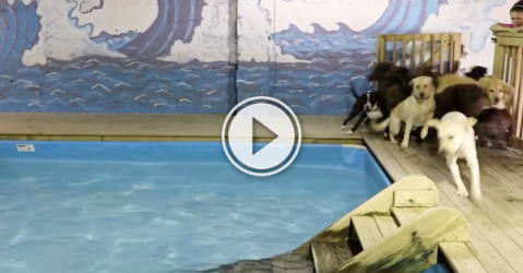 Dogs get pool time, and I get the smiles all over (Video)