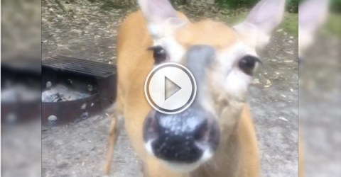 Doh! This Deer! It's so friendly, it's like a giant puppy! (Video)