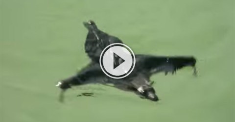 A Bat swimming in a rock pond in India (Video)
