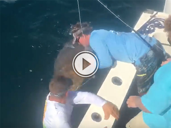 Fisherman gets slapped by Goliath Grouper (Video)