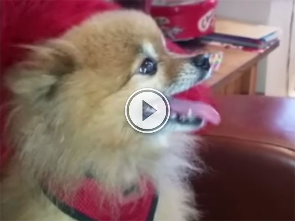 Stolen dog sings with joy after being found (Video)