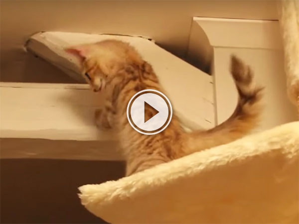 Clumsy kittens are adorable (Video)
