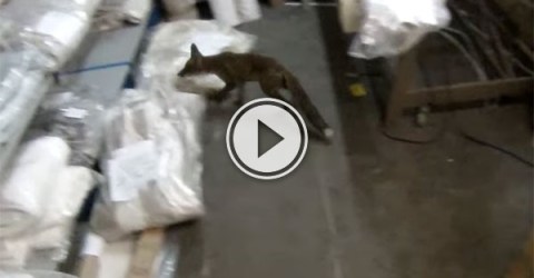 Men chase a fox around a warehouse maze (Video)