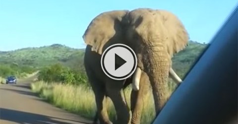 Elephant gets a little too close to car windscreen (Video)