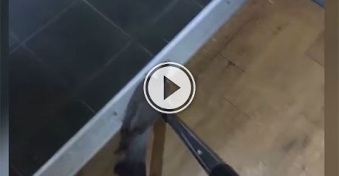 Pigeon helped to leave pub by vacuum cleaner (Video)