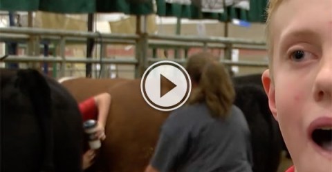 Boy gets stuck between two cows (Video)