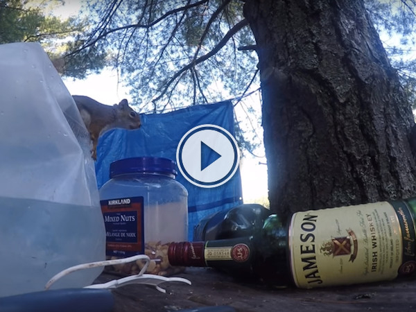 So squirrels can open containers now... I'm starting to get concerned (Video)