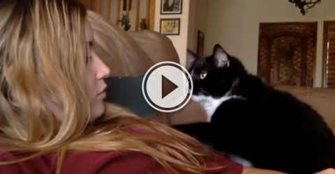 Soft kitty, polite kitty, little ball of politeness. (Video)