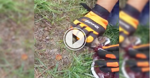 Dramatic rescue of a trapped chipmunk caught on tape; we have feels! (Video)