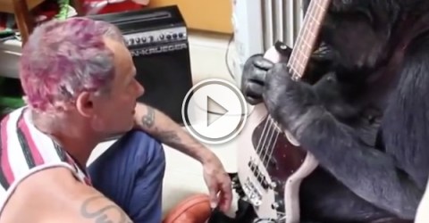 Flea teaches Koko the gorilla how to play guitar (Video)