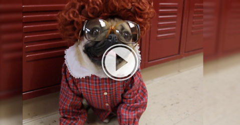 Who wouldn't want to enter the Upside Down on "Stranger Pugs?" (Video)
