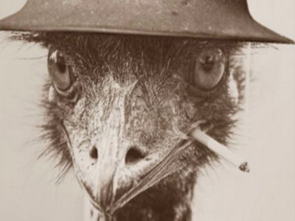 emu emus declared